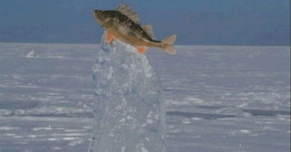 окунь зимой