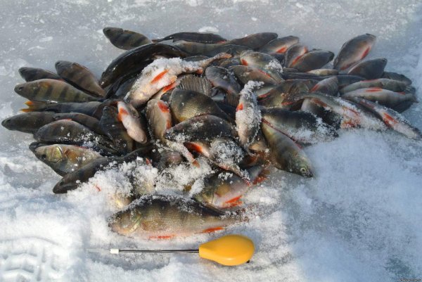 зимний улов окуня