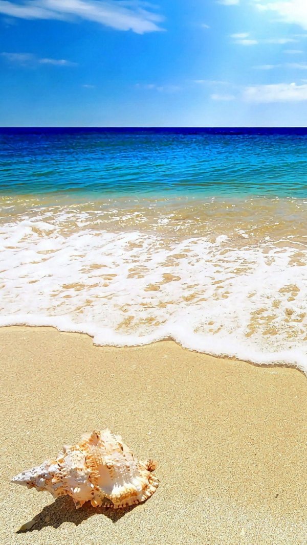 ракушки на берегу моря