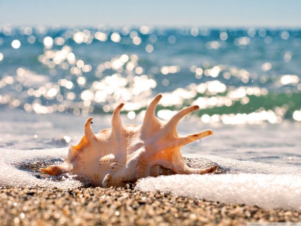 морская раковина