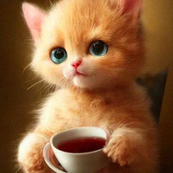 котенок рыжий