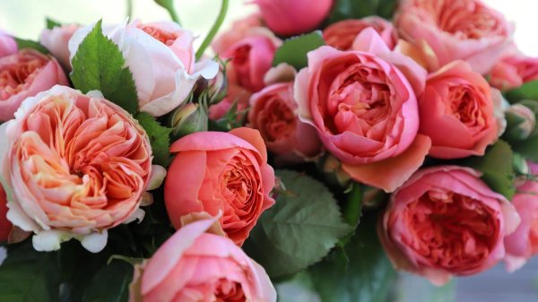 роза дэвида остина