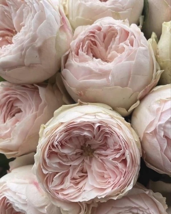 роза дэвид остин кейра