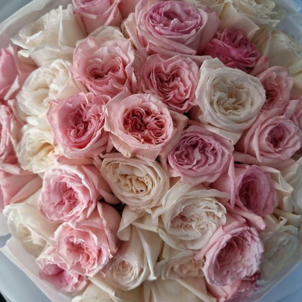 роза пинк охара