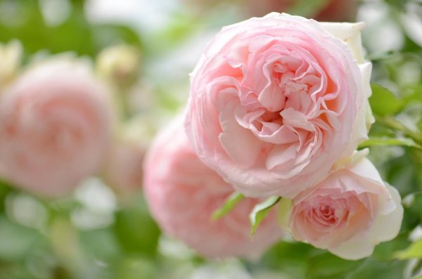 роза пьер де ронсар