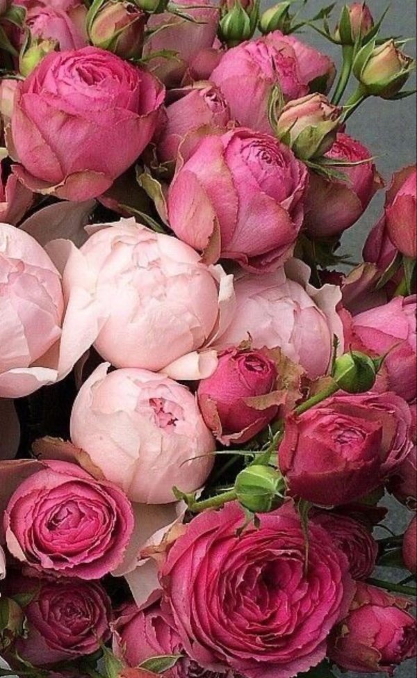 пионовая роза