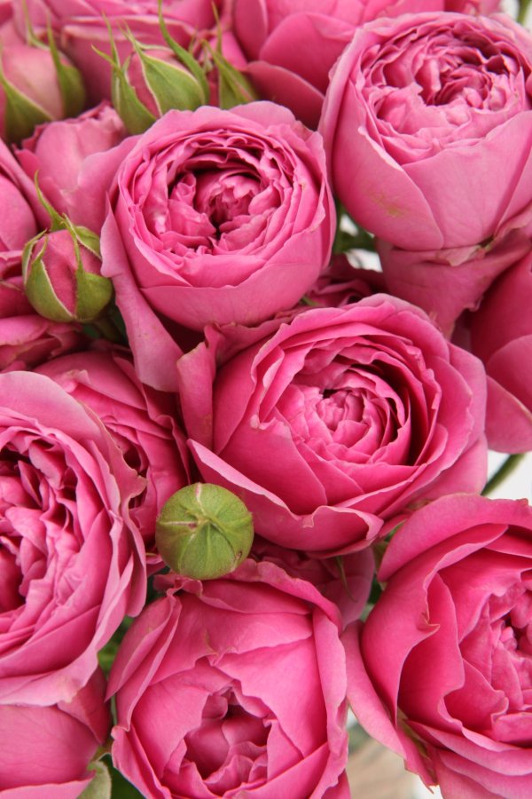 кустовая роза мисти баблс