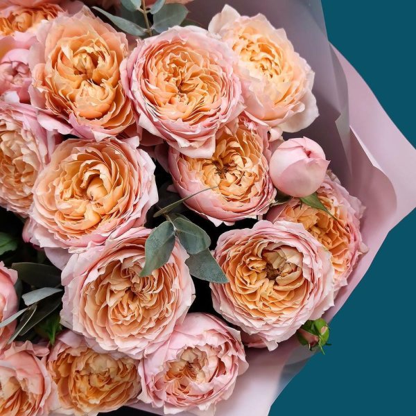 пионовидная роза персиковая