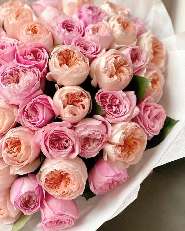 пионовидная роза