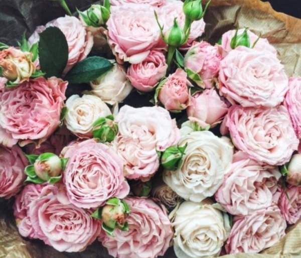 роза куст леди бомбастик