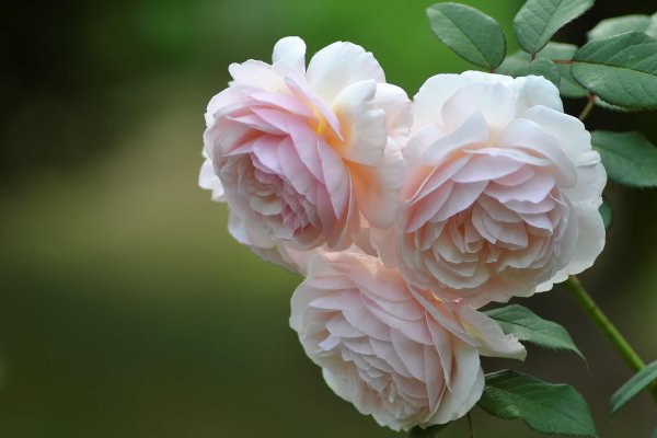 роза джентл гермион