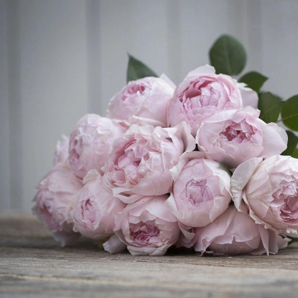 розовые пионы