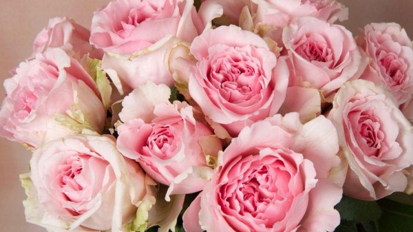 пионовидные розовые розы