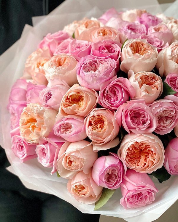 пионовидная роза