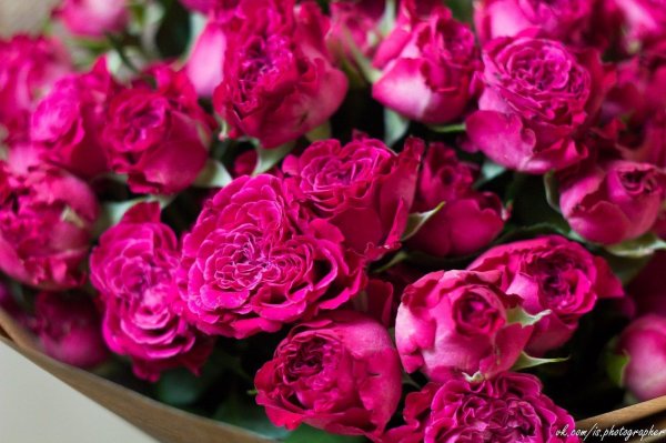 роза кустовая марун