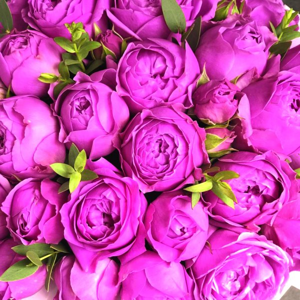 пионовидная роза фиолетовая