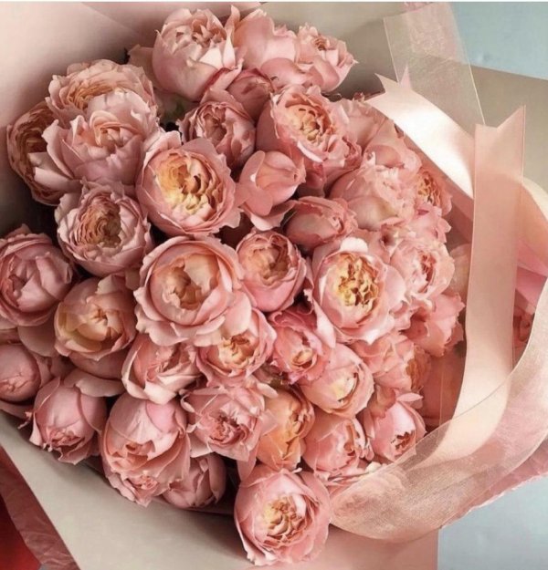 пионовидная роза