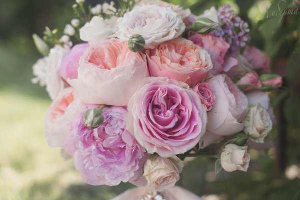 цветы пионовидные розы