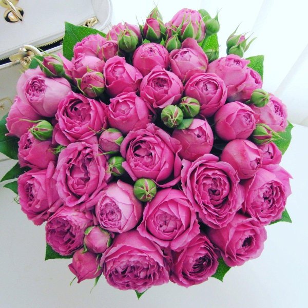 роза мисти баблс