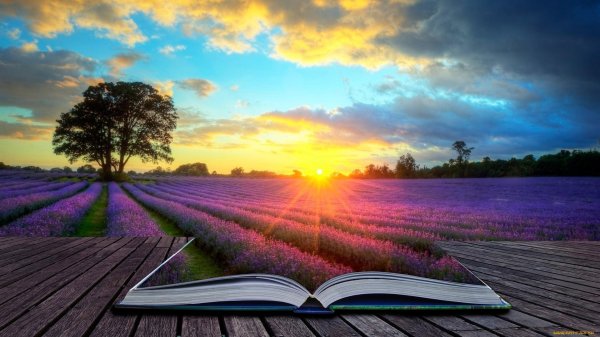 лавандовое поле