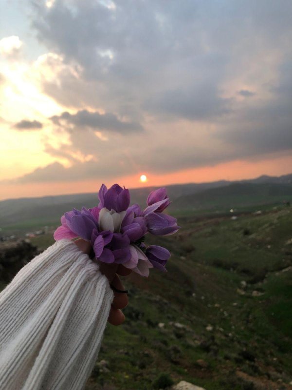 горные цветы