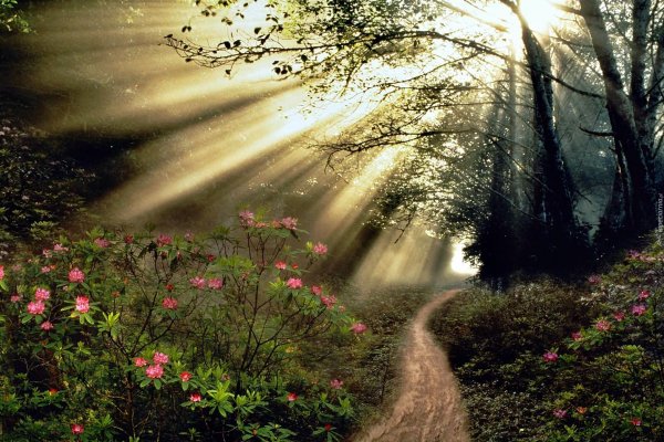 солнечные лучи