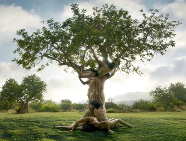 ходящие деревья