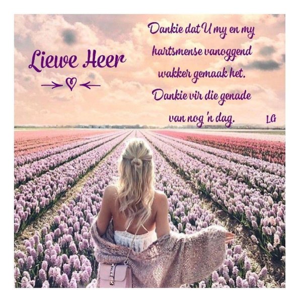 поле цветов