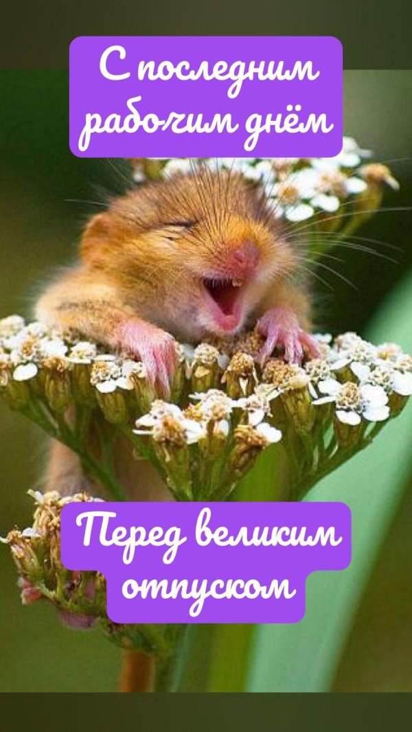 хомячок смеется