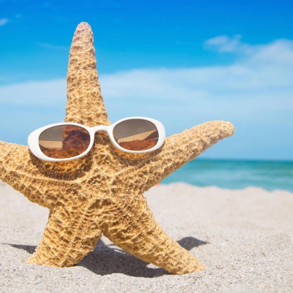 морская звезда