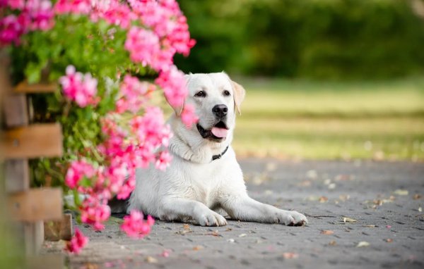 лабрадор ретривер