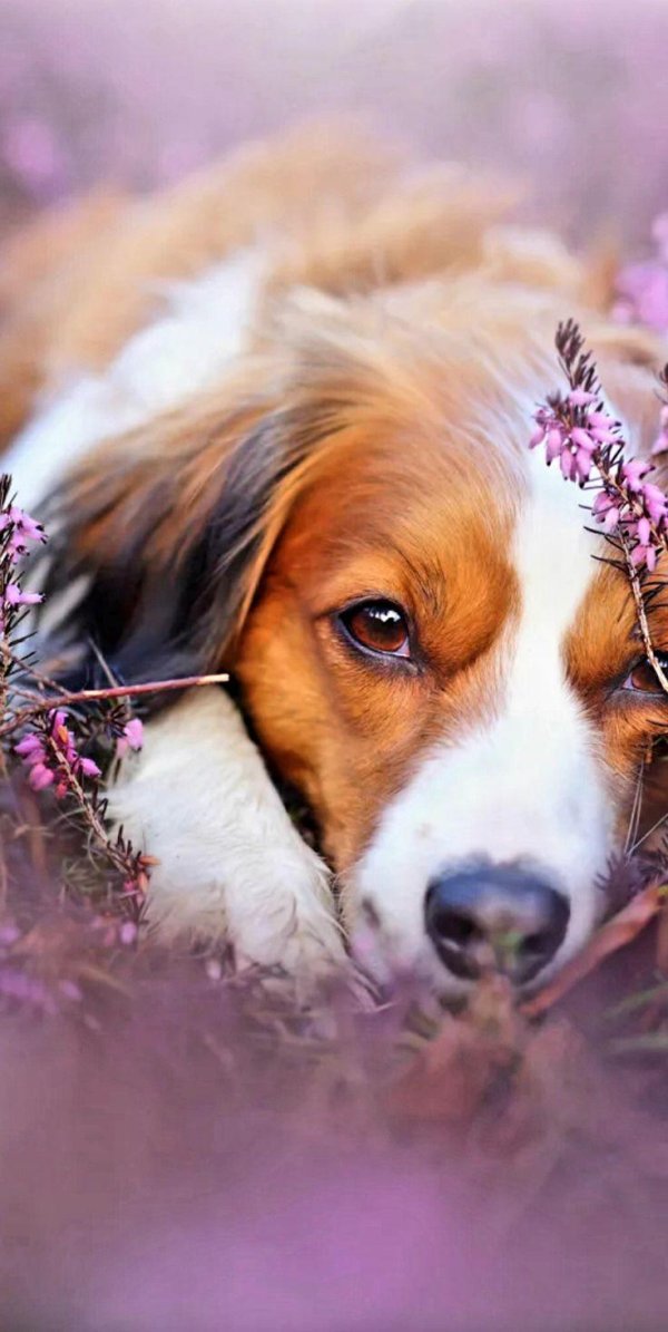 счастливая собака