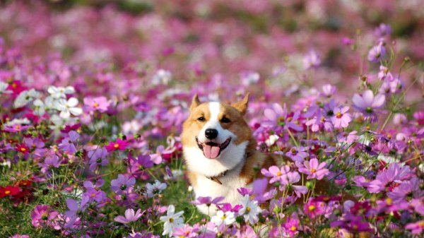 вельш корги весна