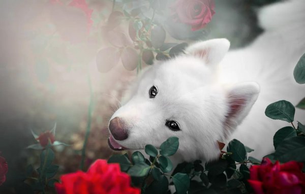 самоедская лайка