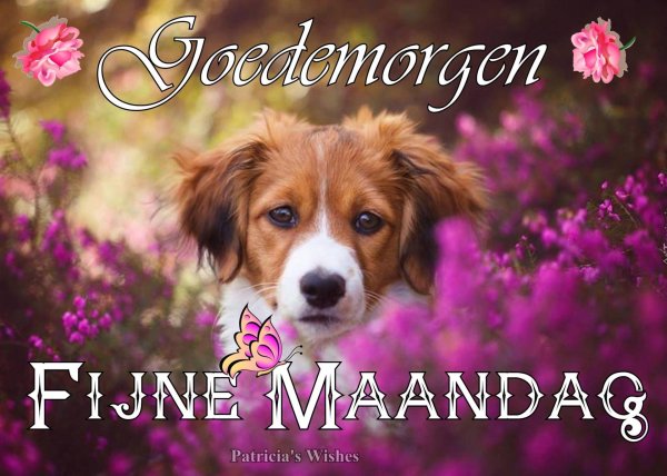 койкерхондье голландский