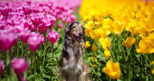 собака в цветах