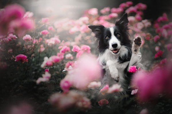 border collie