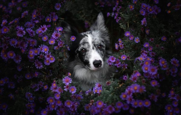 border collie