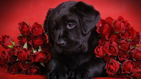 чëрный лабрадор