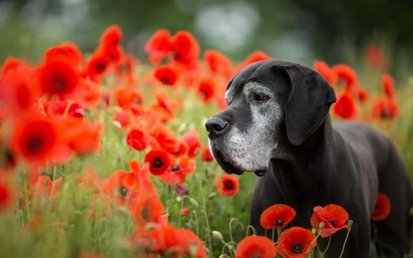 цветы и животные