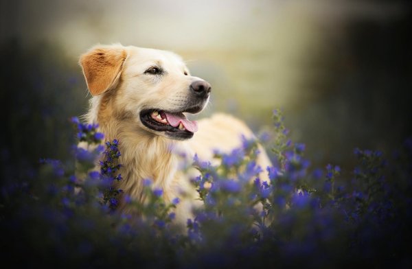 голден ретривер