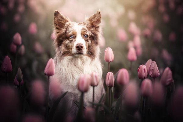 животные собачки