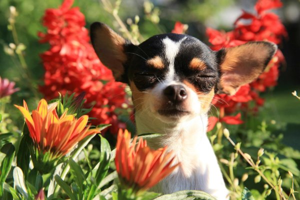 чихуахуа короткошерстная