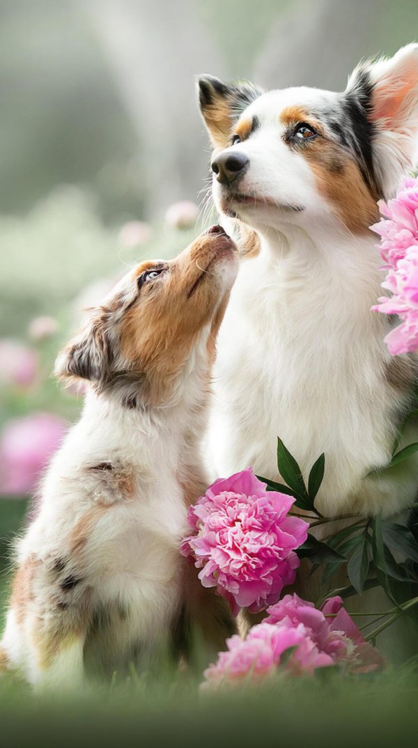 собачка цветок