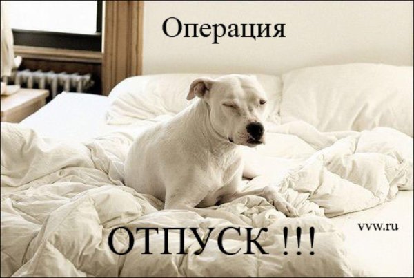 питбультерьер собака