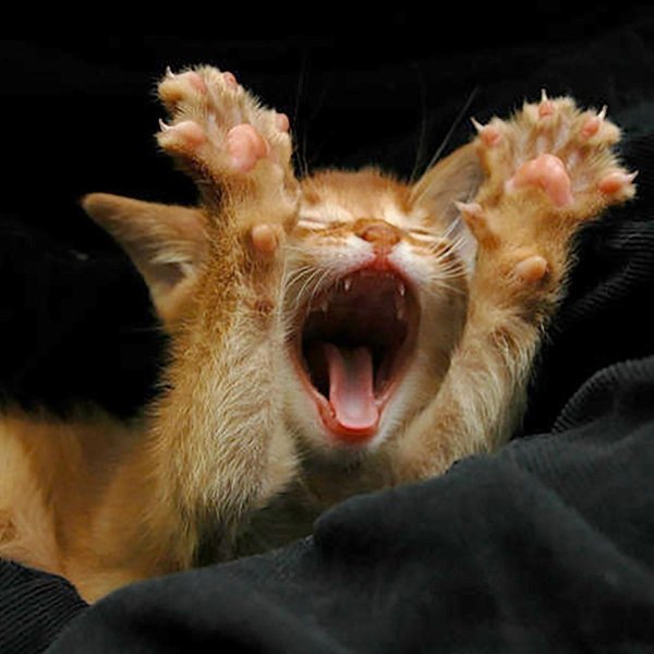 котенок рыжий