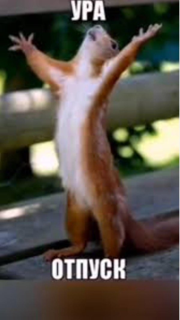 счастливая белка