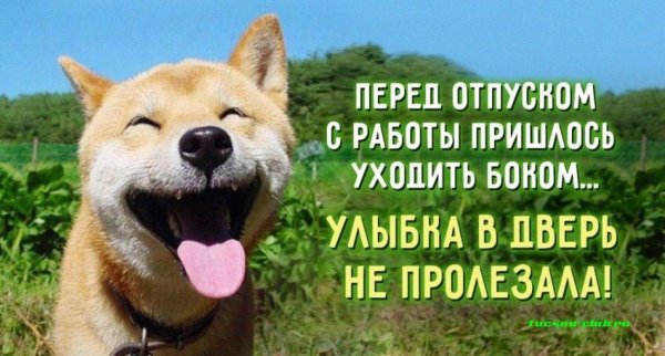 собака улыбака