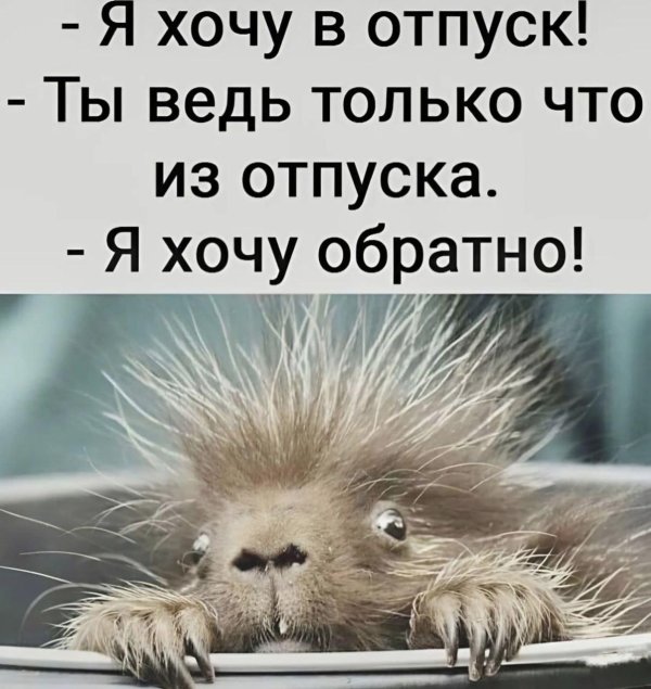 детеныш дикобраза