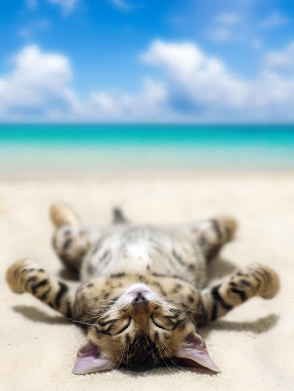 кошка на пляже